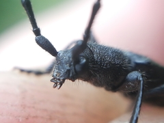Ropalopus macropus