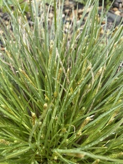 Carex