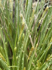 Carex