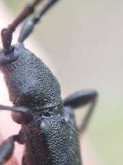 Ropalopus macropus
