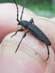 Ropalopus macropus