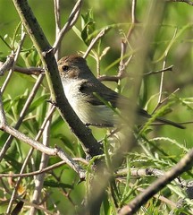 Euscarthmus meloryphus