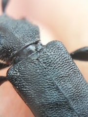 Ropalopus macropus