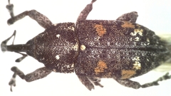 Pissodes castaneus
