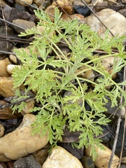 Artemisia sieversiana
