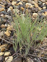 Hordeum jubatum