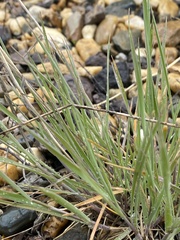 Hordeum jubatum