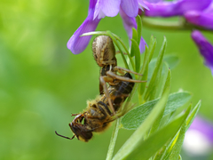 Apis mellifera