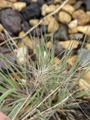 Hordeum jubatum