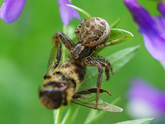 Apis mellifera