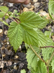 Humulus lupulus