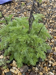 Artemisia absinthium