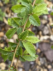 Ulmus pumila