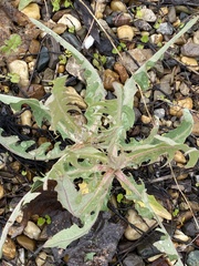 Lactuca tatarica