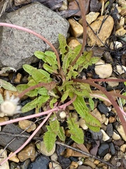 Taraxacum officinale