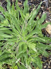 Echium vulgare