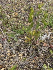 Lepidium latifolium