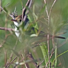 Euscarthmus meloryphus