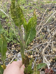 Lepidium latifolium