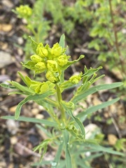 Euphorbia virgata