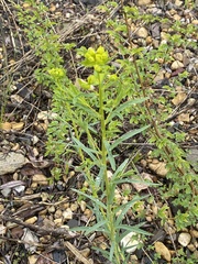 Euphorbia virgata