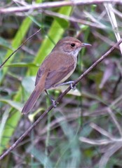 Euscarthmus meloryphus