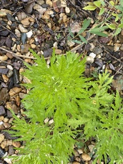 Artemisia