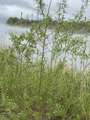 Salix alba