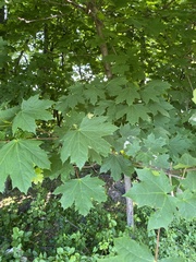Acer platanoides