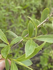 Salix alba
