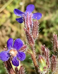 Anchusa officinalis