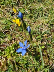 Gentiana verna