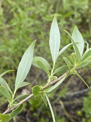 Salix alba