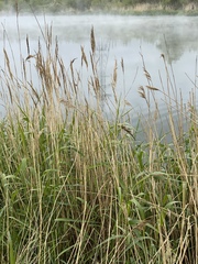 Poaceae