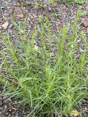 Artemisia dracunculus glauca