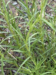 Artemisia dracunculus glauca