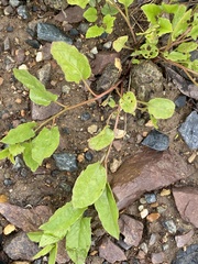 Convolvulus arvensis