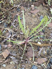 Lactuca tatarica