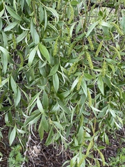 Salix alba