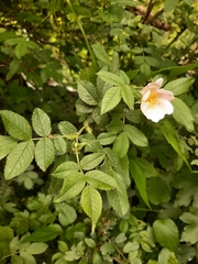 Rosa tomentosa