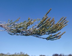 Erica calcicola