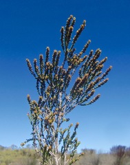 Erica calcicola