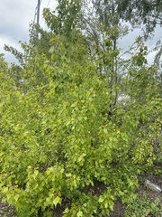Populus