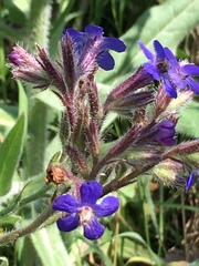 Anchusa officinalis