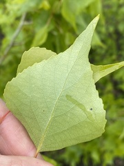 Populus