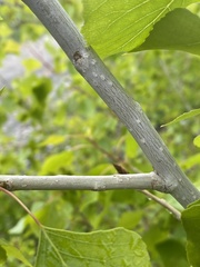 Populus