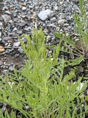 Asteraceae