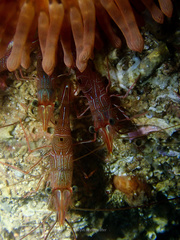 Rhynchocinetes brucei