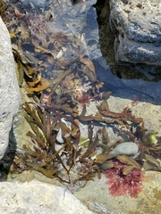 Fucus serratus
