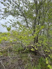 Ulmus pumila